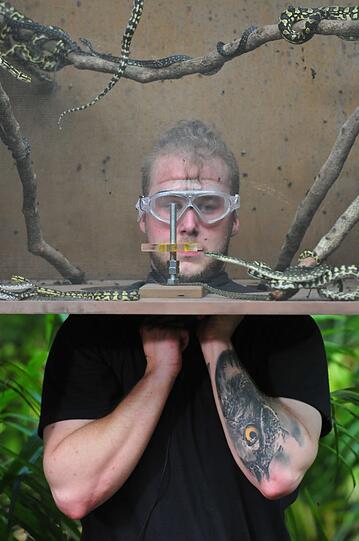 Felix van Deventer muss in den Glasboxen mit Kakerlaken, Fliegen und Schlangen die Sterne abschrauben.