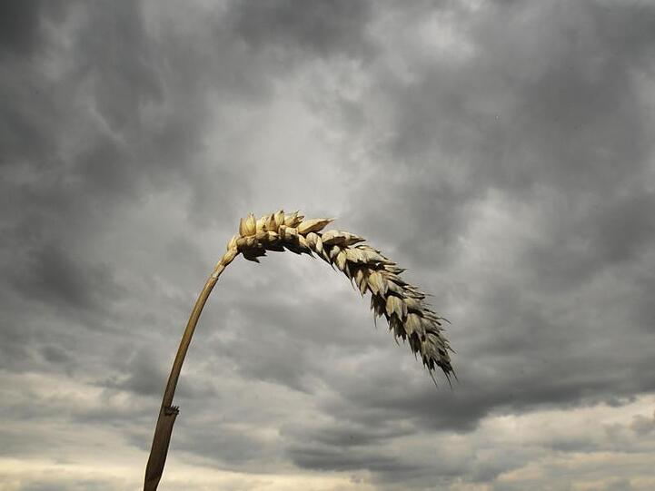 Eine Weizenähre vor einem dunklen Wolkenhimmel, aufgenommen. Foto: Armin Weigel/dpa/Archivbild