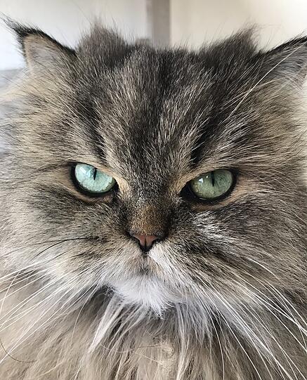 Izzie