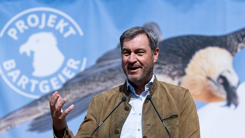 Passend zum Thema: Markus Söder (CSU), hier mit Dreitagebart, sprach im Mai vor der Auswilderung von zwei jungen Bartgeiern an der Nationalpark-Informationsstelle.
