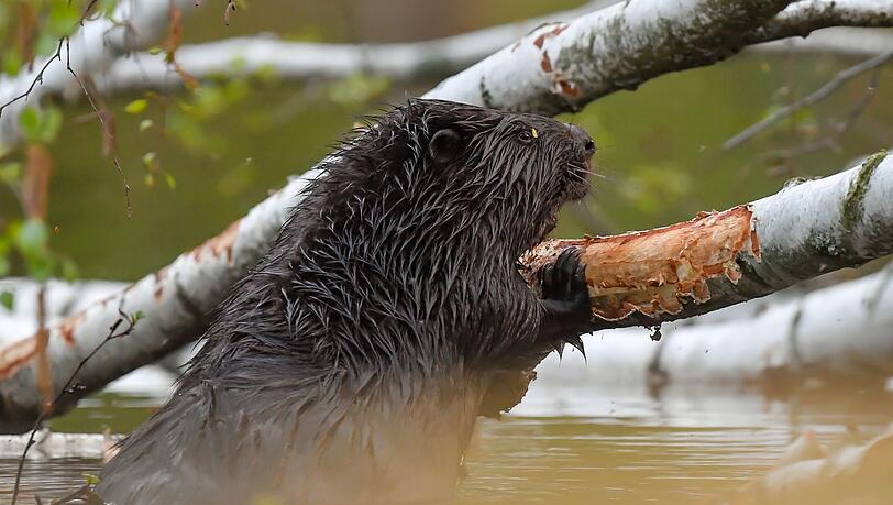 Mit der Untersuchung gibt es Klarheit über die Hintergründe. (Symbolbild)