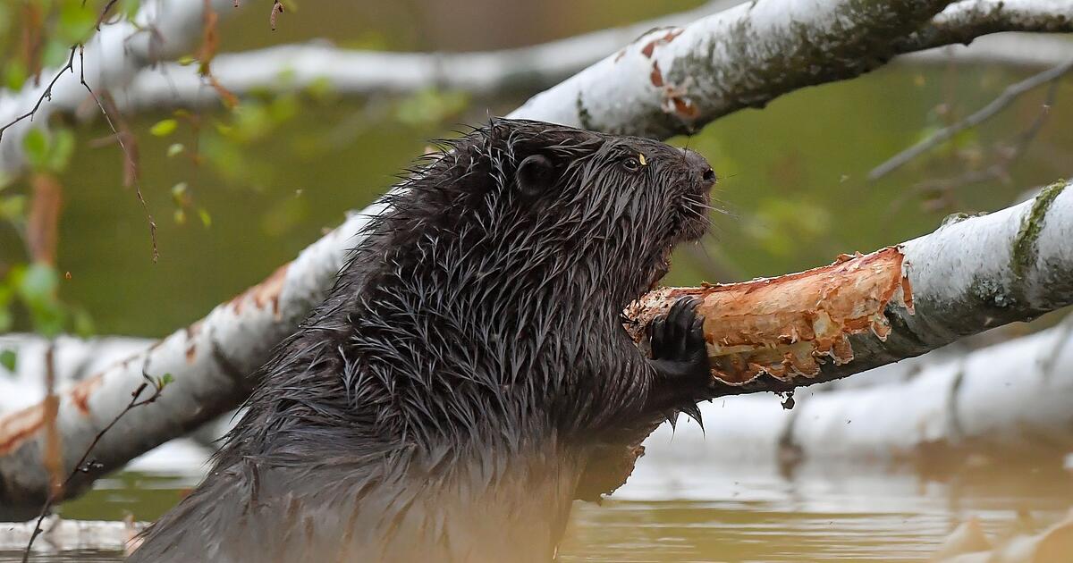 Obduktion-Verletzter-Biber-wurde-nicht-angeschossen