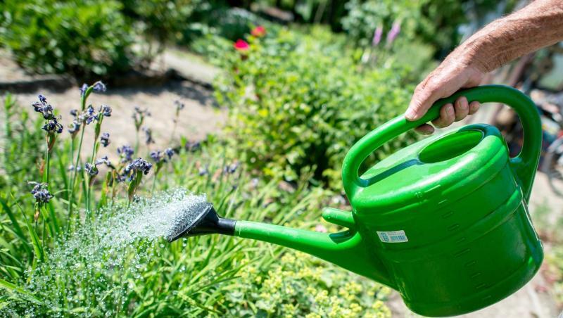 Ein Mann gießt Blumen mit einer Gießkanne. Foto: Hauke-Christian Dittrich/Archivbild Ein Mann gießt Blumen mit einer Gießkanne. Foto: Hauke-Christian Dittrich/Archivbild