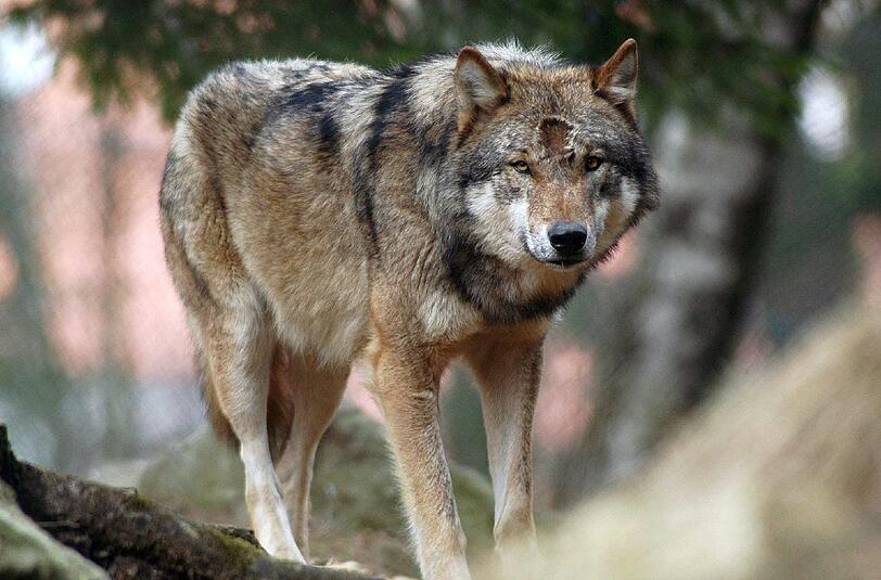 Treibt sich ein Wolf im Landkreis Rosenheim herum?