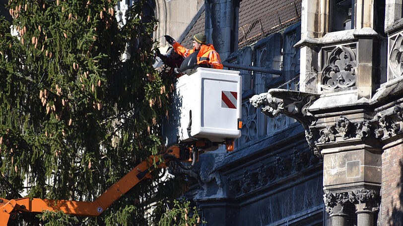 Bilder vom Christbaum-Aufbau am Marienplatz: Seit Montagmorgen steht die 30-Meter-Fichte im Herzen der Stadt.