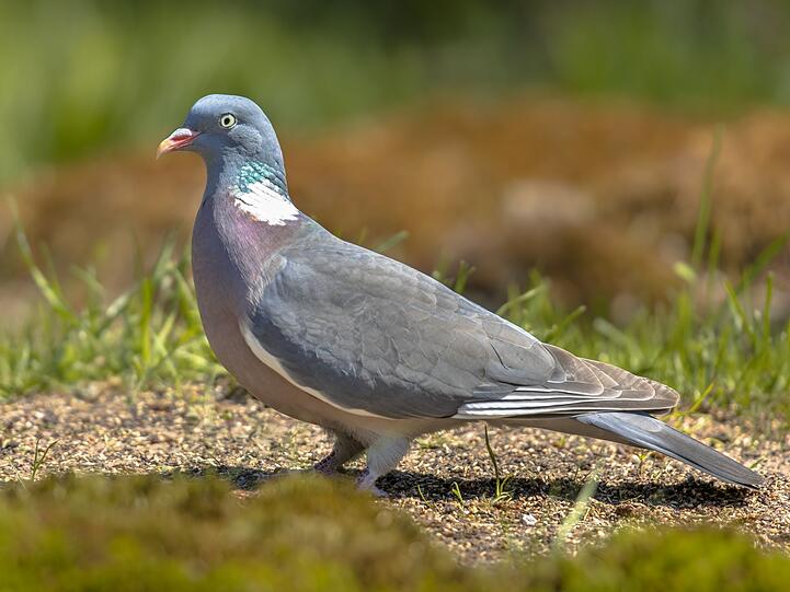 Bei Städtern gehören Tauben aus offensichtlichen Gründen oft nicht zu ihren Lieblingsvögeln. Man muss allerdings unterscheiden. Was auf dem Land oder im Park herumflattert, ist meist keine ordinäre Straßentaube: Trägt sie einen weißen Fleck mit türkisfarbenem Schimmer am Hals, handelt es sich um eine Ringeltaube. Ihre Augen sind gelb, ihre Statur ist etwas kräftiger und größer. Sie bevorzugt Bäume. Bei Städtern gehören Tauben aus offensichtlichen Gründen oft nicht zu ihren Lieblingsvögeln. Man muss allerdings unterscheiden. Was auf dem Land oder im Park herumflattert, ist meist keine ordinäre Straßentaube: Trägt sie einen weißen Fleck mit türkisfarbenem Schimmer am Hals, handelt es sich um eine Ringeltaube. Ihre Augen sind gelb, ihre Statur ist etwas kräftiger und größer. Sie bevorzugt Bäume.