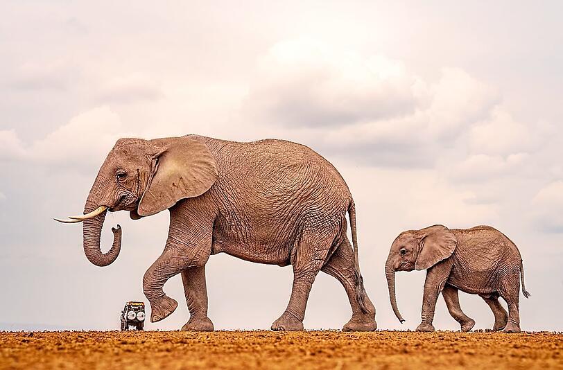 Es schaut aus, als w&uuml;rde der Elefant im Amboseli-Nationalpark gleich auf den Safari-Jeep treten.