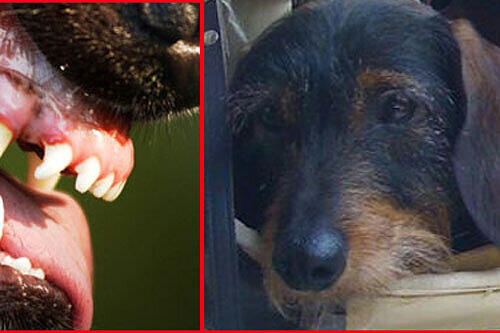 Hundedame Niki (rechts) wurde totgebissen.