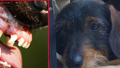 Hundedame Niki (rechts) wurde totgebissen. Hundedame Niki (rechts) wurde totgebissen.