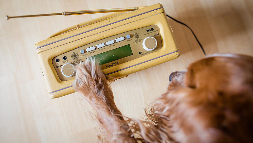 "Hallo Hasso" ist der neue Lieblingssender für Hunde.