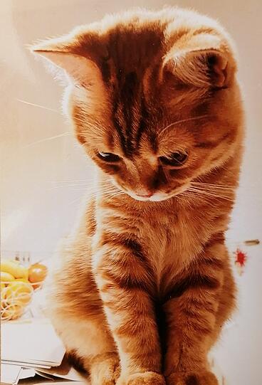 Figaro