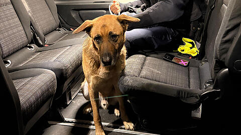 Dieser scheue Hund wurde am S-Bahnhof Heimstetten aufgegriffen. Nun wird sein Besitzer gesucht.