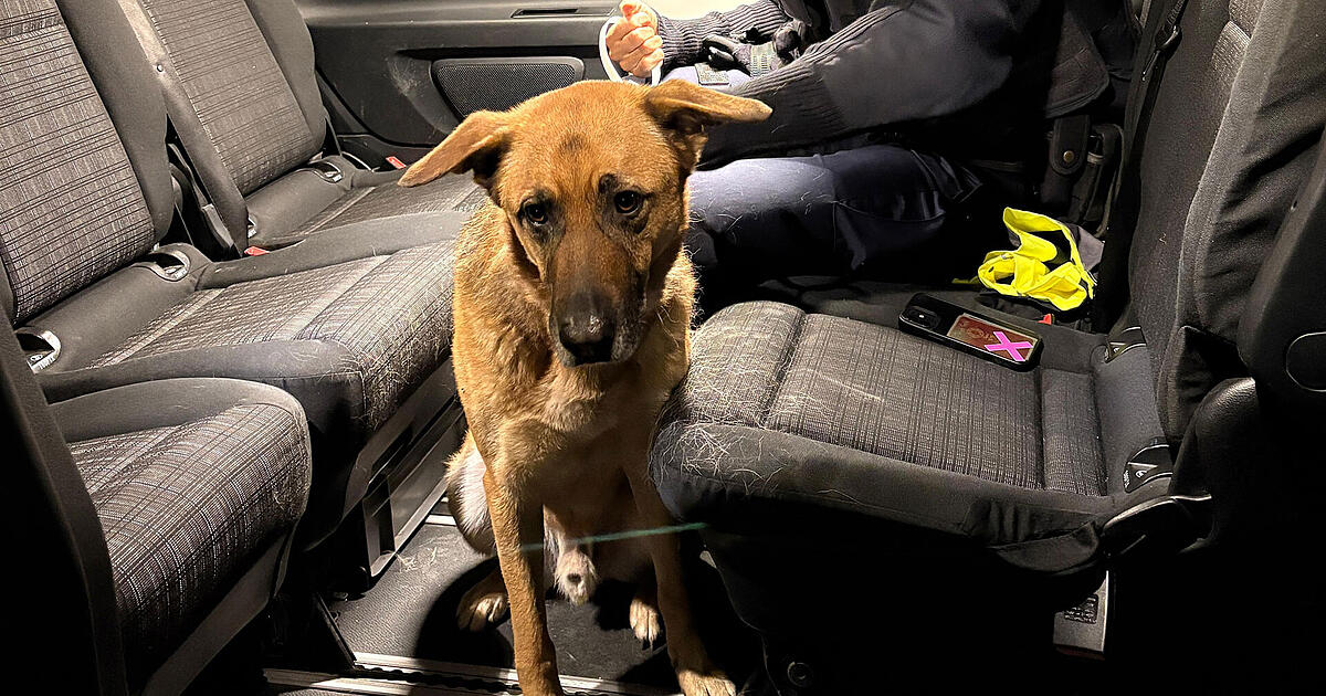 Am-S-Bahnhof-Heimstetten-gerettet-Wem-geh-rt-der-s-e-Wauzi-