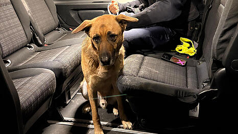 Dieser scheue Hund wurde am S-Bahnhof Heimstetten aufgegriffen. Nun hat ihn seine Besitzer wieder.