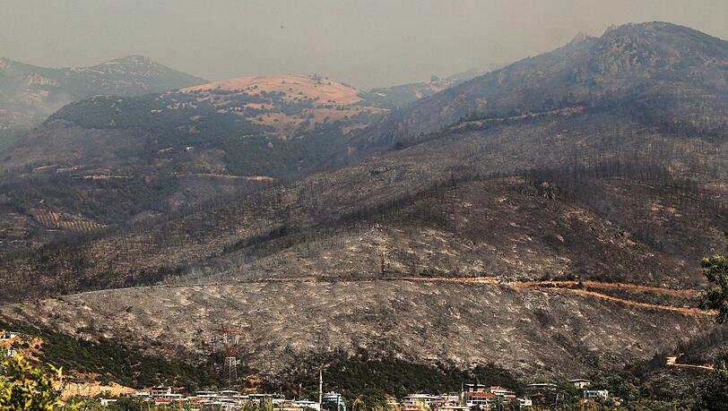 Blick auf verkohlte Bäume und verbranntes Land nach einem Waldbrand.