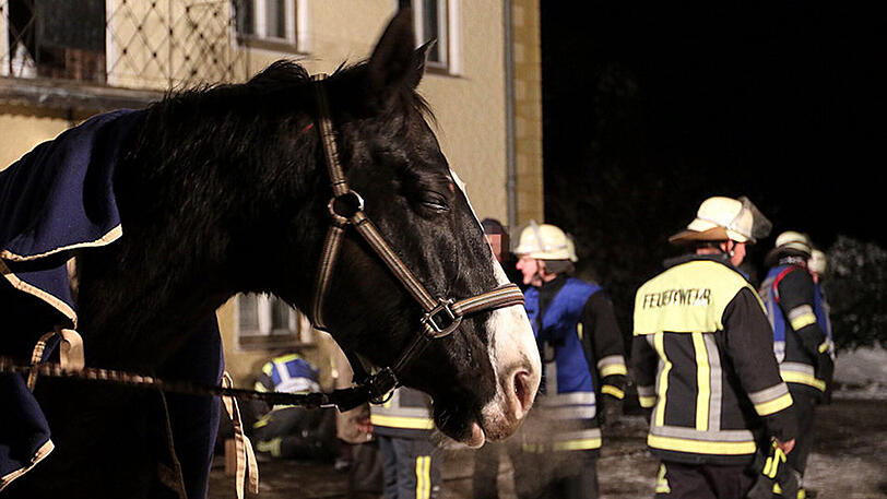 Eine Reiterin war mit ihrem Pferd in eine altes Kellergewölbe gestürzt - ein Bagger musste das Tier befreien.