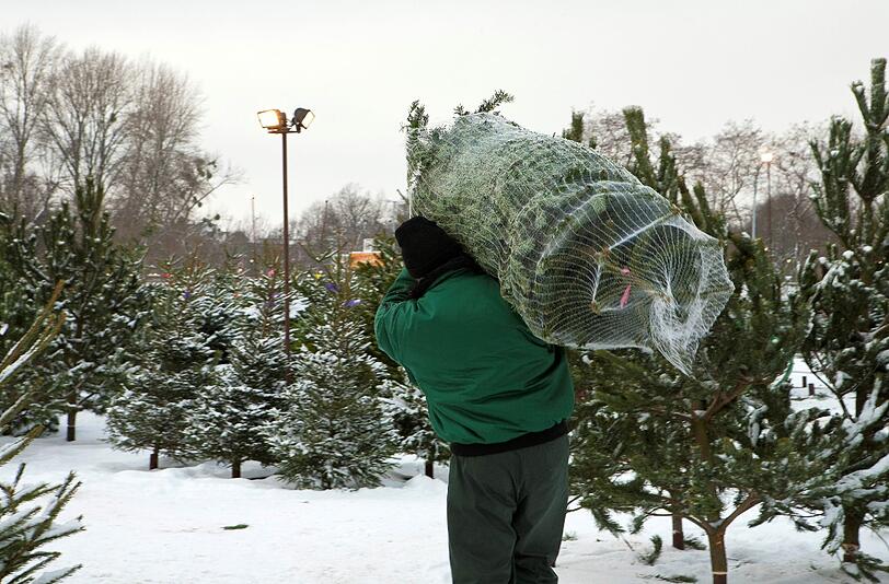 Jetzt geht sie wieder los: die Suche nach dem schönen Weihnachtsbaum.
