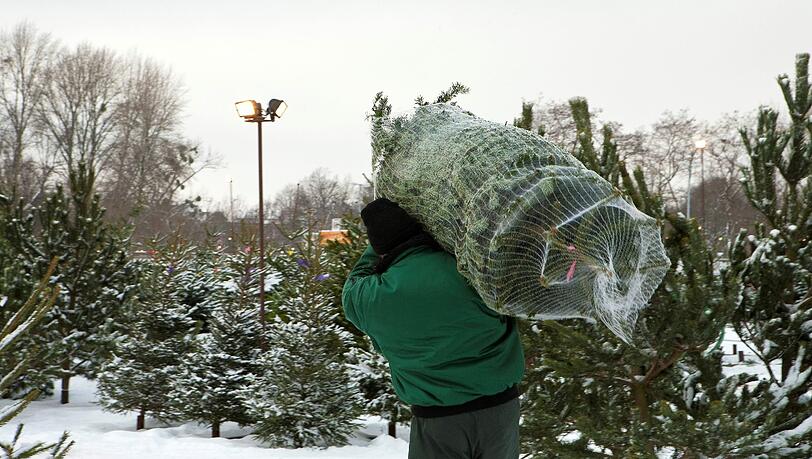 Jetzt geht sie wieder los: die Suche nach dem schönen Weihnachtsbaum. Jetzt geht sie wieder los: die Suche nach dem schönen Weihnachtsbaum.