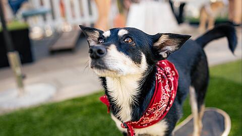 Das ist der Super-Hund beziehungsweise die Super-Hündin: Resi beherrscht viele Tricks und kann Skateboard fahren. Das ist der Super-Hund beziehungsweise die Super-Hündin: Resi beherrscht viele Tricks und kann Skateboard fahren.