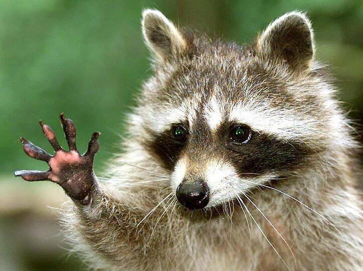 Der Waschbär stammt eigentlich aus Nordamerika. In Deutschland eingeschleppt, richtet er in der heimischen Flora und Fauna große Schäden an.