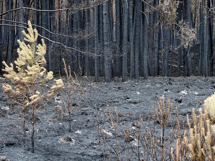 Verkohlte Bäume in der Nähe von Trebs. Wegen des Feuers mussten Hunderte Menschen ihre Wohnungen verlassen.