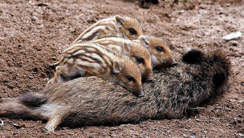 Im Walderlebniszentrum können sogar süße Wildschweine bestaunt werden. Im Walderlebniszentrum können sogar süße Wildschweine bestaunt werden.