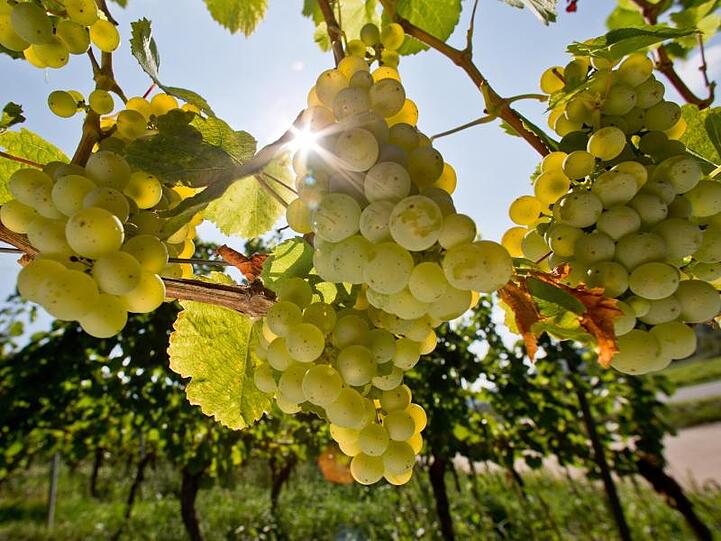 Trauben sind in einem Weinberg zu sehen. Foto: picture alliance/dpa/Archivbild