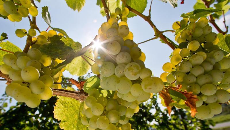 Trauben sind in einem Weinberg zu sehen. Foto: picture alliance/dpa/Archivbild Trauben sind in einem Weinberg zu sehen. Foto: picture alliance/dpa/Archivbild