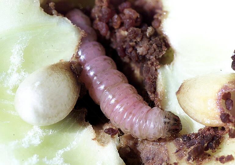 Als Larven nisten sich die Fliegen gerne in Obstkörben und leicht fauligem Gemüse ein.