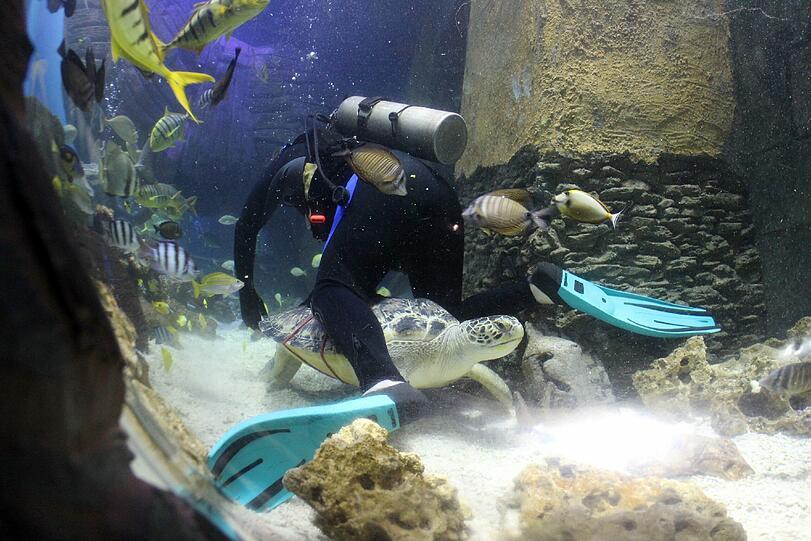 Im Sea Life im Olympiapark waren die Ostereier besonders schwer versteckt - nämlich in den Aquarien.