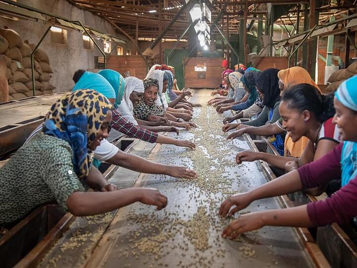 Frauen zeigen in der "Bagersh Coffee Factory", wie früher an langen Laufbändern die Bohnen von Hand sortiert wurden. Foto: Peter Kneffel