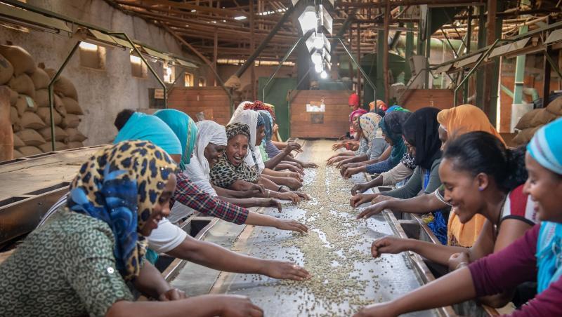 Frauen zeigen in der "Bagersh Coffee Factory", wie früher an langen Laufbändern die Bohnen von Hand sortiert wurden. Foto: Peter Kneffel Frauen zeigen in der "Bagersh Coffee Factory", wie früher an langen Laufbändern die Bohnen von Hand sortiert wurden. Foto: Peter Kneffel