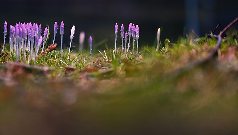 Die nun angenehmeren Temperaturen locken auch die Krokusse hervor. Die nun angenehmeren Temperaturen locken auch die Krokusse hervor.