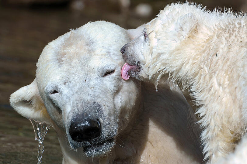 Zuneigung und Kuscheln, auch das ist wichtig im Leben der kleinen Eisbär-Zwillinge. Mama Vera macht bei der Aufzucht eine hervorragende Figur.