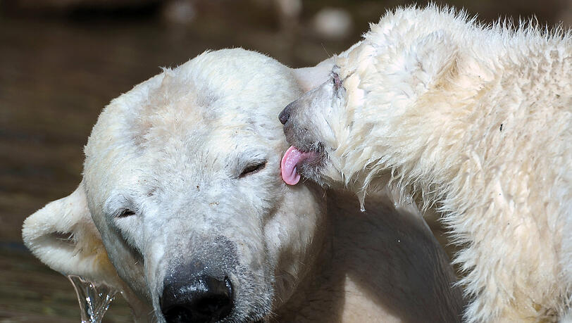 Zuneigung und Kuscheln, auch das ist wichtig im Leben der kleinen Eisbär-Zwillinge. Mama Vera macht bei der Aufzucht eine hervorragende Figur. Zuneigung und Kuscheln, auch das ist wichtig im Leben der kleinen Eisbär-Zwillinge. Mama Vera macht bei der Aufzucht eine hervorragende Figur.