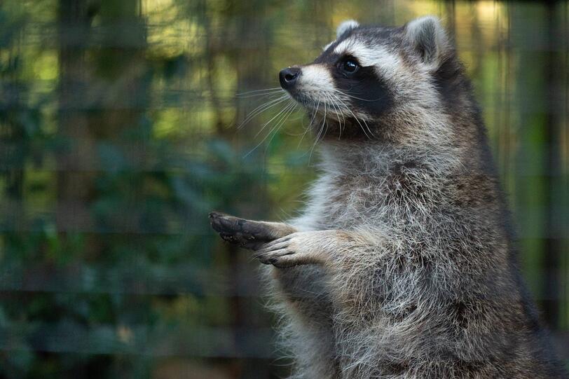 Nach dem Problem-Bär nun auch Problem-Waschbären? Die kleinen Räuber stehen auf der Abschussliste bayerischer Jäger.