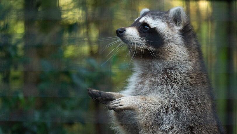 Nach dem Problem-Bär nun auch Problem-Waschbären? Die kleinen Räuber stehen auf der Abschussliste bayerischer Jäger. Nach dem Problem-Bär nun auch Problem-Waschbären? Die kleinen Räuber stehen auf der Abschussliste bayerischer Jäger.