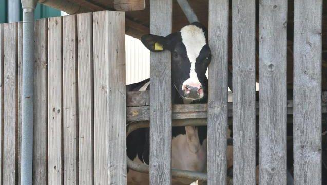 Eine Kuh in einem landwirtschaftlichen Großbetrieb streckt ihren Kopf durch die Holzlatten eines Stalls. Eine Kuh in einem landwirtschaftlichen Großbetrieb streckt ihren Kopf durch die Holzlatten eines Stalls.