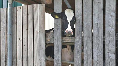 Eine Kuh in einem landwirtschaftlichen Großbetrieb streckt ihren Kopf durch die Holzlatten eines Stalls.
