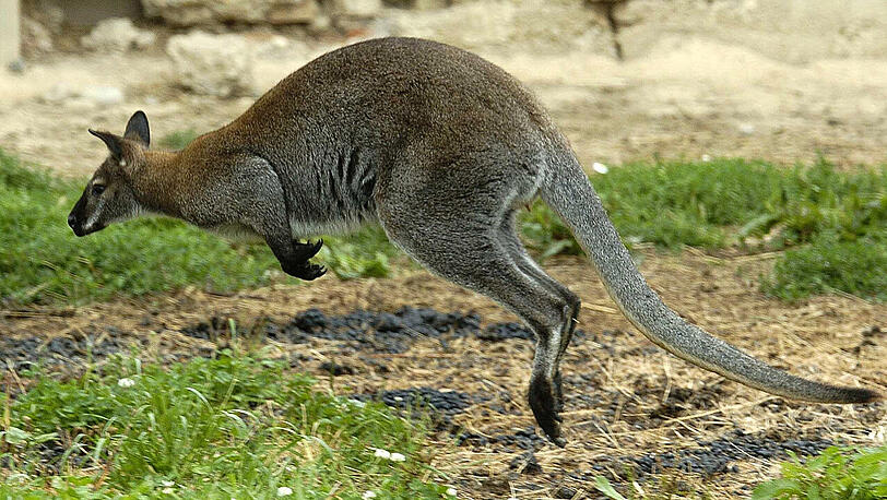 Im mittelfränkischen Landkreis Ansbach läuft die Suche nach einem entlaufenen Känguru. (Symbolbild)