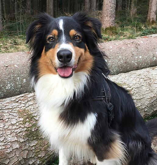 Mika