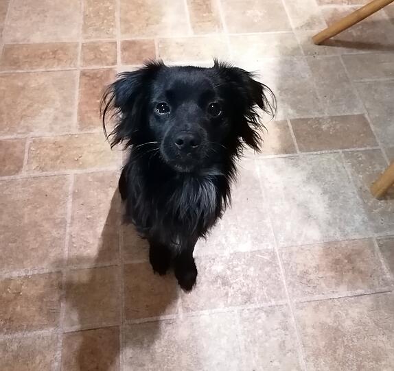 Nemo: Die süßesten Blicke der Welt - und noch dazu diese Ohren! 😍 Er ist mein Alltagshelfer in der Arbeit mit Kindern und Jugendlichen, hier ist er der geduldigste und liebste Hund überhaupt - ein richtiger Super- Hund!