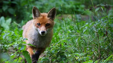 Eine Füchsin läuft durch ihr Gehege in einem Wildpark.