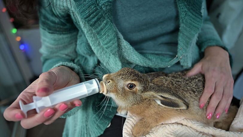 Ein junger Feldhase wird mit Spezialmilch gef&uuml;ttert.