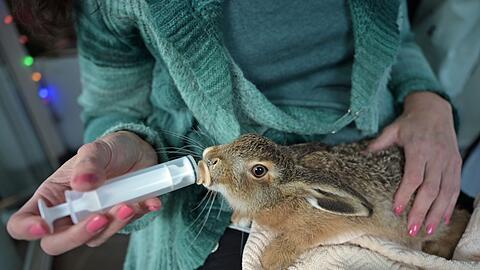 Ein junger Feldhase wird mit Spezialmilch gef&uuml;ttert.