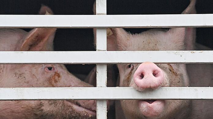 Mastschweine werden in einem Lkw zum Schlachthof gebracht.