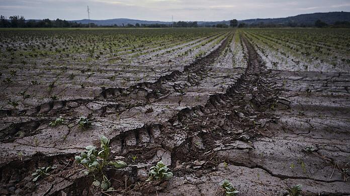 Eine Kartoffelplantage im spanischen A Limia, Ourense, Galicien. Johannes Wallacher sagt: "Die wichtigste Entscheidung für uns als Gesellschaft ist die Nutzung des Bodens."