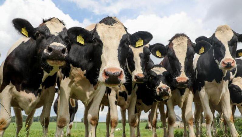 Kühe auf einer Weide. Foto: Jan Woitas/dpa-Zentralbild/dpa/Symbolbild
