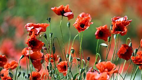 Mohnblumen blühen auf einem Feld am Wegesrand.