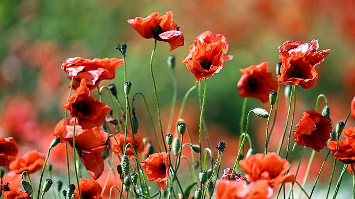 Mohnblumen blühen auf einem Feld am Wegesrand.